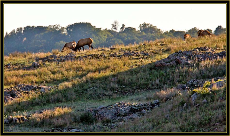 Rocky Mountain Elk Group - Wichita Mountains Wildlife Refuge