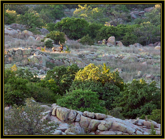 Rocky Mountain Elk - Wichita Mountains Wildlife Refuge