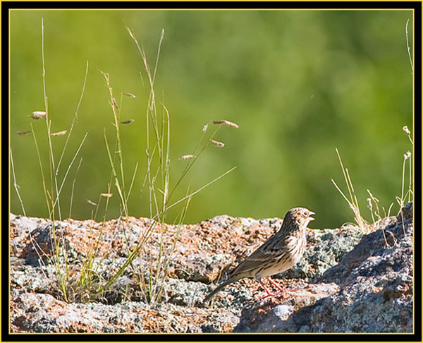 Vesper Sparrow - Wichita Mountains Wildlife Refuge
