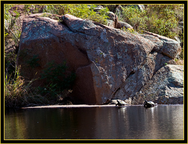 Turtles at Water's Edge - Burford Lake - Wichita Mountains Wildlife Refuge