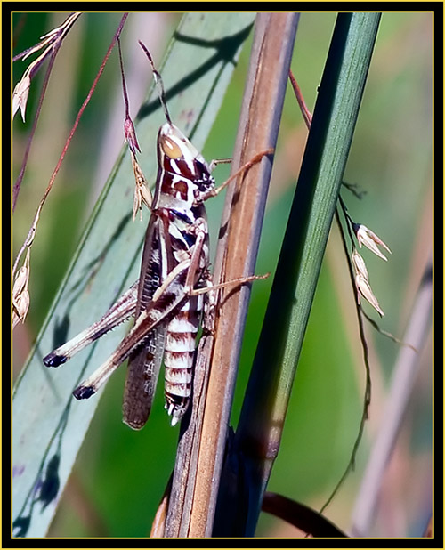 American Bird Grasshopper (Schistocerca americana) - Wichita Mountains Wildlife Refuge