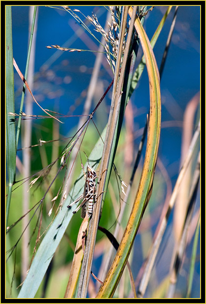 American Bird Grasshopper (Schistocerca americana) - Wichita Mountains Wildlife Refuge