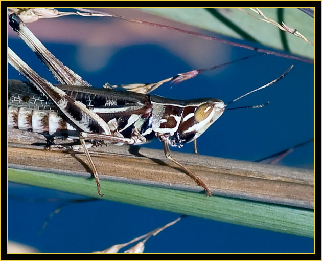 American Bird Grasshopper (Schistocerca americana) - Wichita Mountains Wildlife Refuge