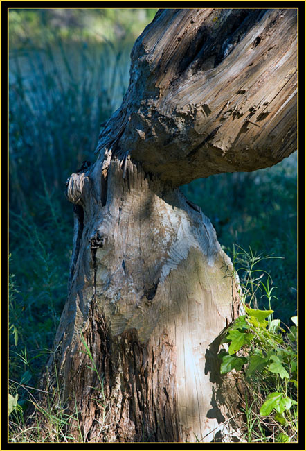 Beaver Remnants - Burford Lake - Wichita Mountains Wildlife Refuge