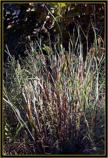 Plants at Burford Lake - Wichita Mountains Wildlife Refuge