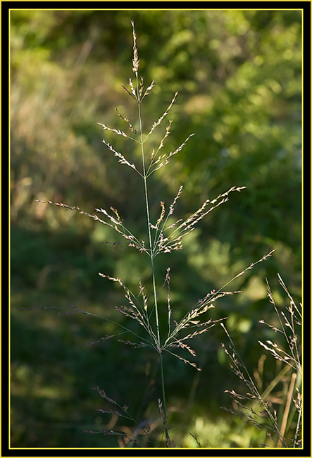 Plants at Burford Lake - Wichita Mountains Wildlife Refuge