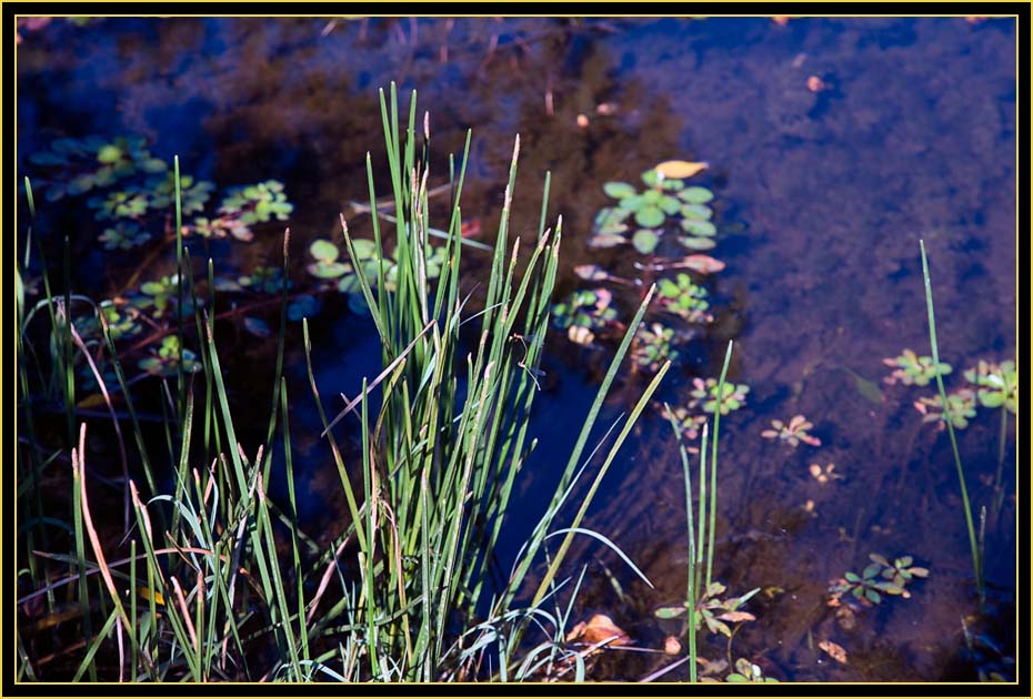 Scene at Burford Lake - Wichita Mountains Wildlife Refuge