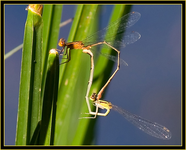 Tandem Damselflies - Wichita Mountains Wildlife Refuge