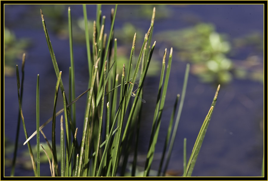 Tandem Damselflies, Full Frame - Wichita Mountains Wildlife Refuge