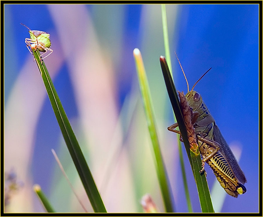 Squash Bug (Anasa tristis) & Differential Grasshopper (Melanoplus differentials) - Wichita Mountains Wildlife Refuge