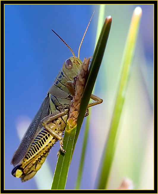 Differential Grasshopper (Melanoplus differentials) - Wichita Mountains Wildlife Refuge