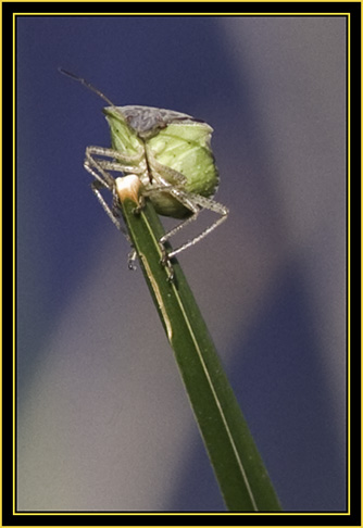 Squash Bug (Anasa tristis) - Wichita Mountains Wildlife Refuge