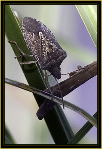 Squash Bug (Anasa tristis) - Wichita Mountains Wildlife Refuge