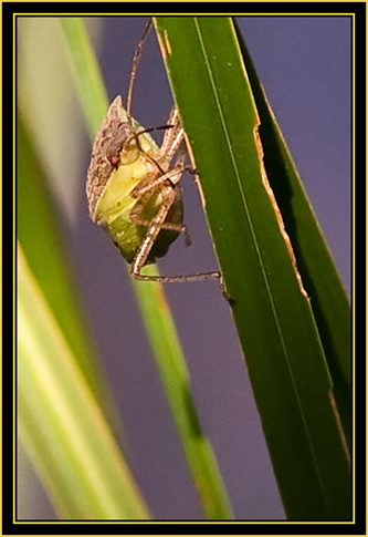 Squash Bug (Anasa tristis) - Wichita Mountains Wildlife Refuge
