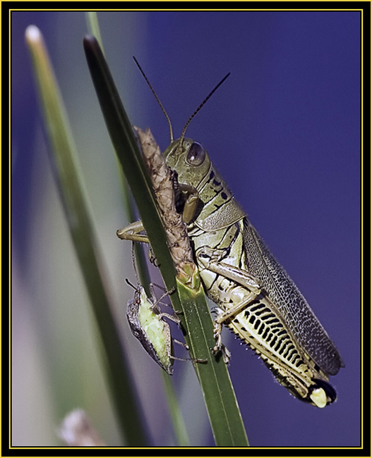 Squash Bug (Anasa tristis) & Differential Grasshopper (Melanoplus differentials) - Wichita Mountains Wildlife Refuge