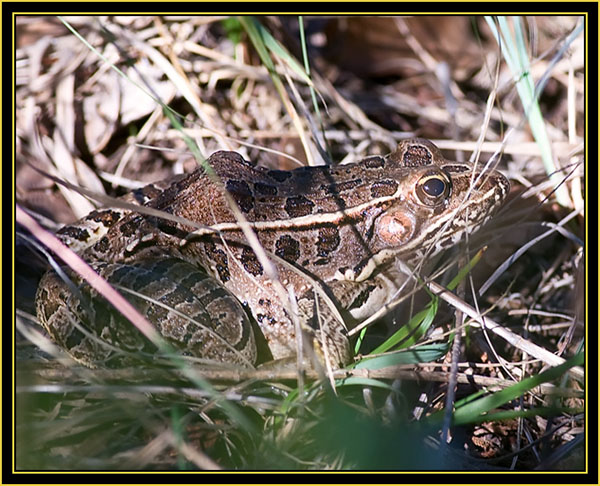 Plains Leopard Frog (Rana blairi) - Wichita Mountains Wildlife Refuge