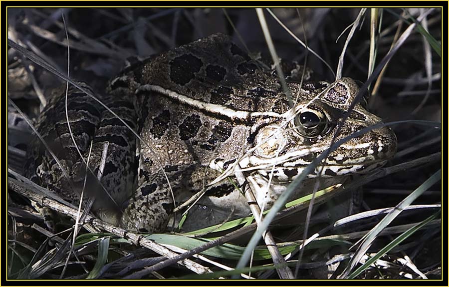 Plains Leopard Frog (Rana blairi) - Burford Lake - Wichita Mountains Wildlife Refuge