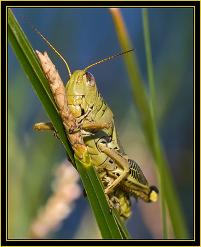 Differential Grasshopper (Melanoplus differentials) - Wichita Mountains Wildlife Refuge