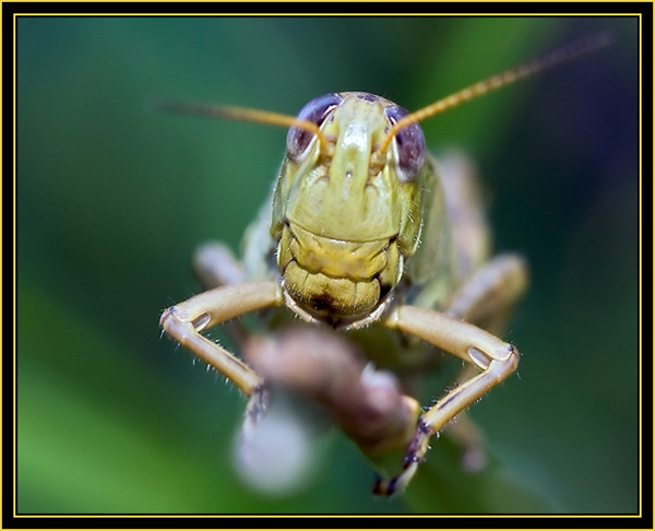 Differential Grasshopper (Melanoplus differentials) - Wichita Mountains Wildlife Refuge