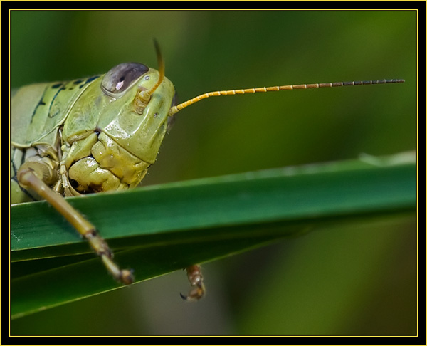 Differential Grasshopper (Melanoplus differentials) - Wichita Mountains Wildlife Refuge