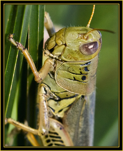 Differential Grasshopper (Melanoplus differentials) - Wichita Mountains Wildlife Refuge
