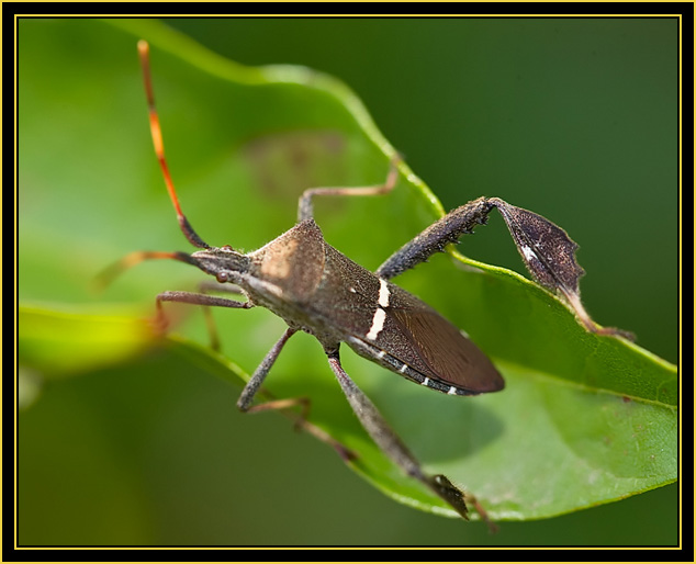 Leaf-footed Bug (Leptoglossus zonatus) - Wichita Mountains Wildlife Refuge