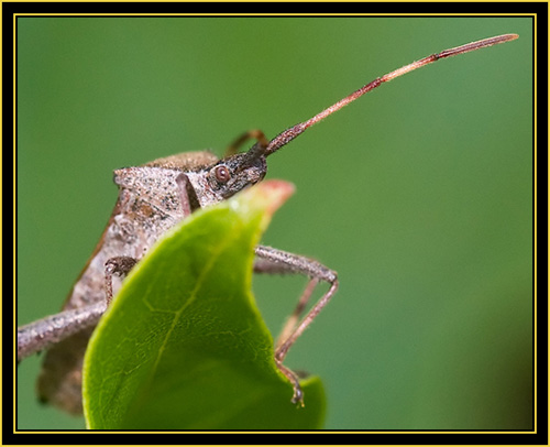 Leaf-footed Bug (Leptoglossus zonatus) - Wichita Mountains Wildlife Refuge