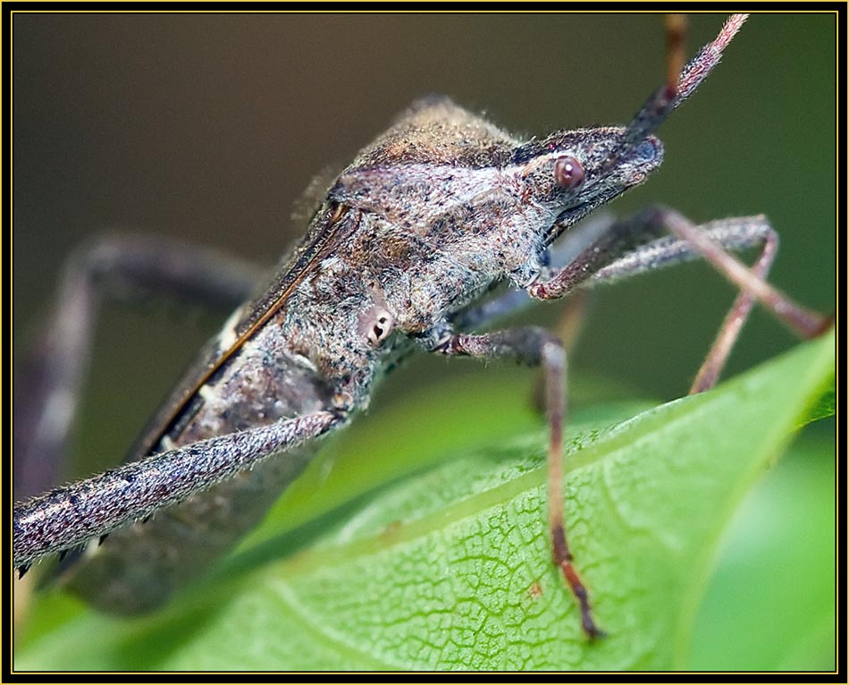 Leaf-footed Bug (Leptoglossus zonatus) - Wichita Mountains Wildlife Refuge