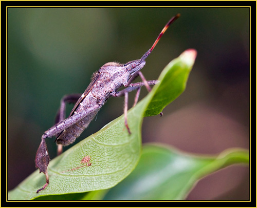 Leaf-footed Bug (Leptoglossus zonatus) - Wichita Mountains Wildlife Refuge