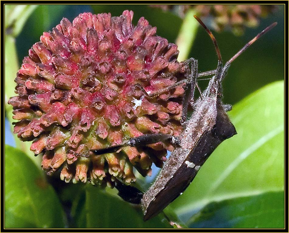 Leaf-footed Bug (Leptoglossus zonatus) - Wichita Mountains Wildlife Refuge