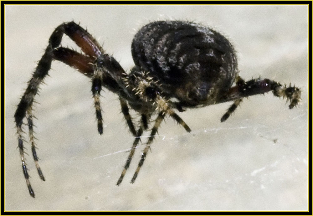 Spider at Post Oak Lake - Wichita Mountains Wildlife Refuge