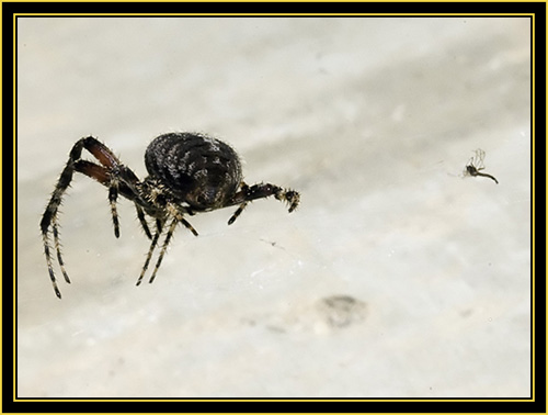 Spider at Post Oak Lake - Wichita Mountains Wildlife Refuge