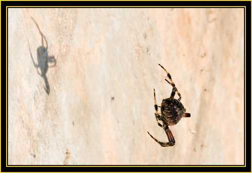 Spider at Post Oak Lake - Wichita Mountains Wildlife Refuge