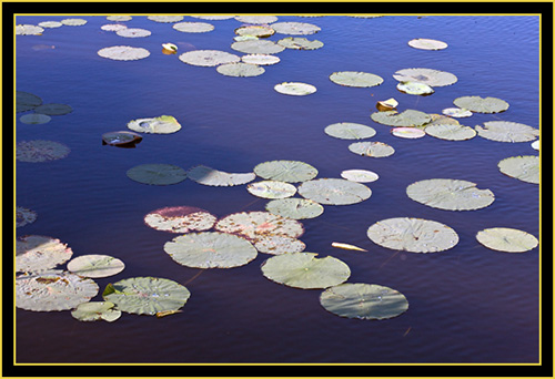 Lily-pads at Post Oak Lake - Wichita Mountains Wildlife Refuge