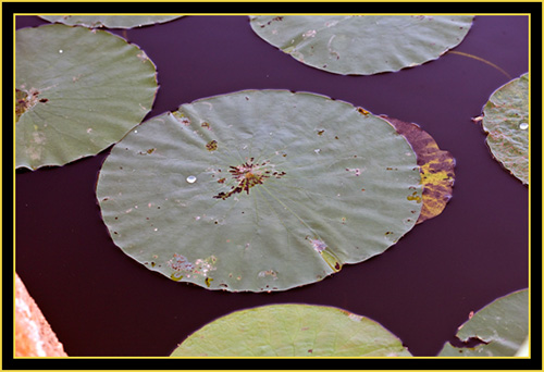 Lily-pads at Post Oak Lake - Wichita Mountains Wildlife Refuge