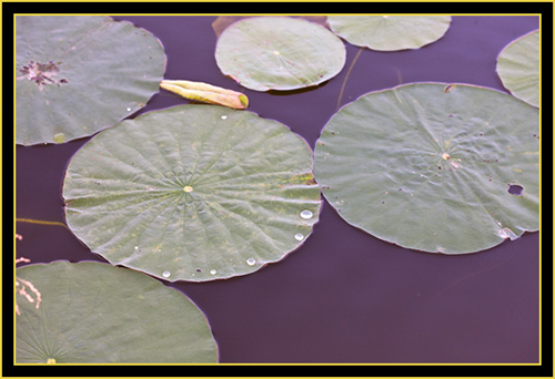 Lily-pads at Post Oak Lake - Wichita Mountains Wildlife Refuge