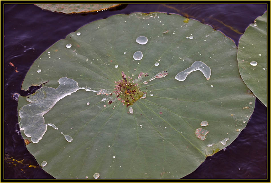 Lily-pads at Post Oak Lake - Wichita Mountains Wildlife Refuge