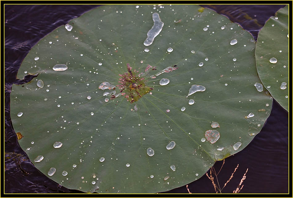 Lily-pads at Post Oak Lake - Wichita Mountains Wildlife Refuge