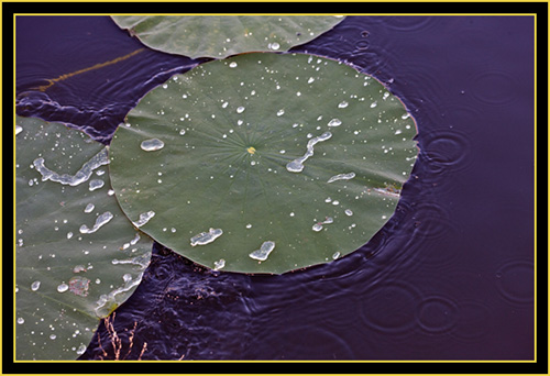 Lily-pads at Post Oak Lake - Wichita Mountains Wildlife Refuge