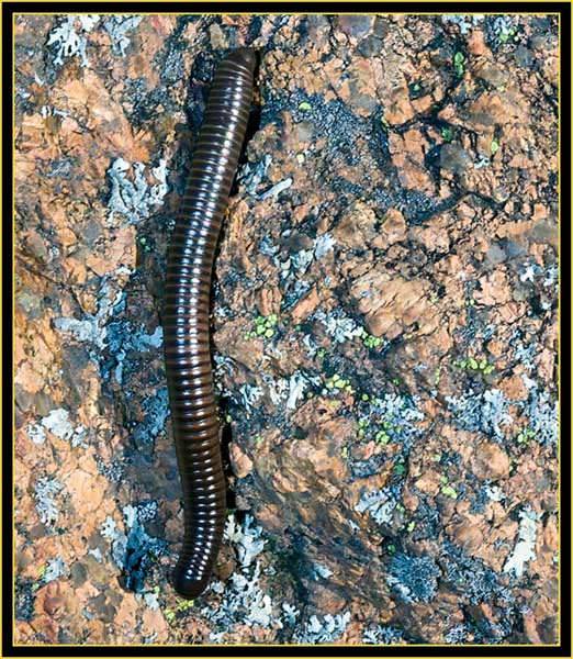 North American Millipede (Narceus americana) - Wichita Mountains Wildlife Refuge