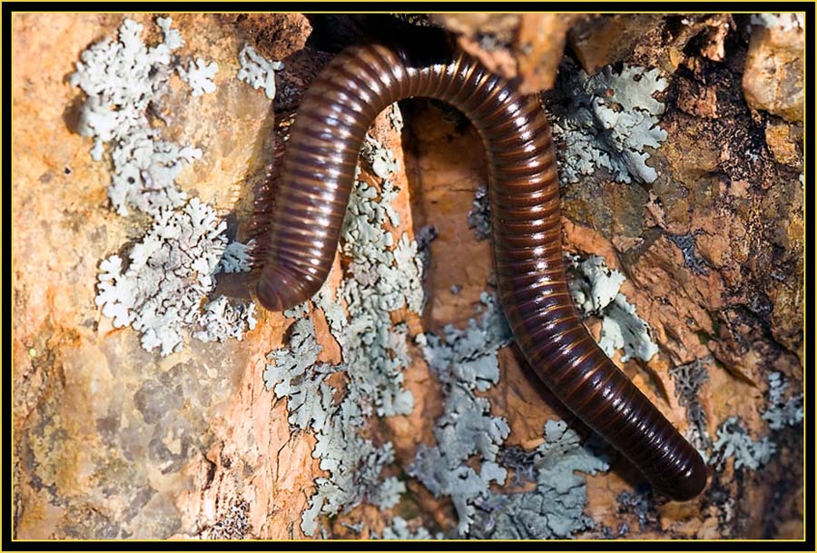 North American Millipede (Narceus americana) - Wichita Mountains Wildlife Refuge