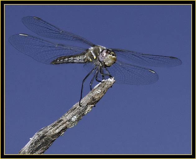 Variegated Meadowhawk (Sympetrum corruptum)- Wichita Mountains Wildlife Refuge