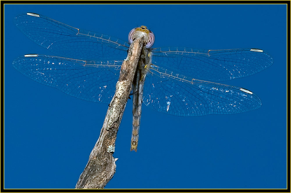 Variegated Meadowhawk (Sympetrum corruptum) - Wichita Mountains Wildlife Refuge