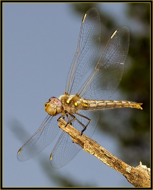 Variegated Meadowhawk (Sympetrum corruptum) - Wichita Mountains Wildlife Refuge