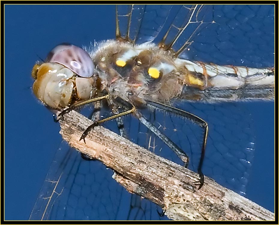 Variegated Meadowhawk (Sympetrum corruptum) - Wichita Mountains Wildlife Refuge