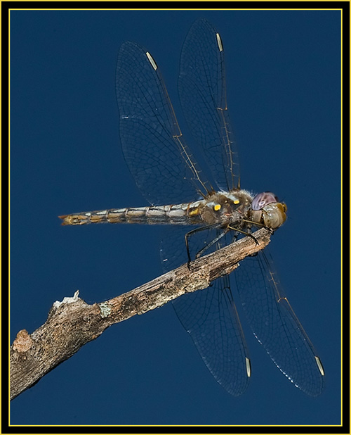 Variegated Meadowhawk (Sympetrum corruptum) - Wichita Mountains Wildlife Refuge