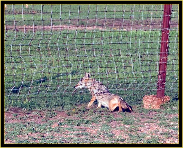 Coyote Going Under... - Wichita Mountains Wildlife Refuge