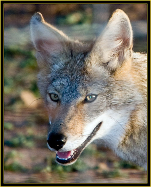 Coyote - Obstructed View... - Wichita Mountains Wildlife Refuge