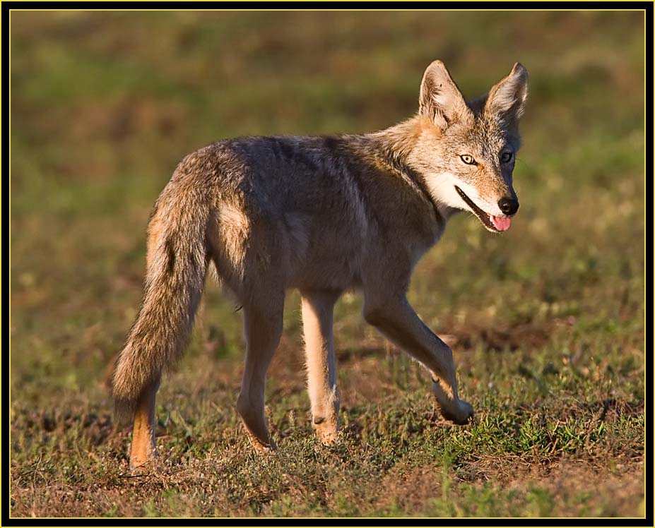 Coyote (Canis latrans) - Wichita Mountains Wildlife Refuge