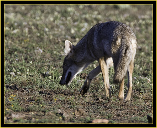 Coyote Hunting Prairie Dogs - Wichita Mountains Wildlife Refuge